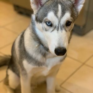 Meet your Posher, Luis